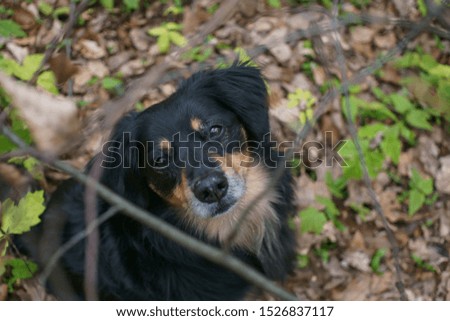 Dog looks up between branches in the camera