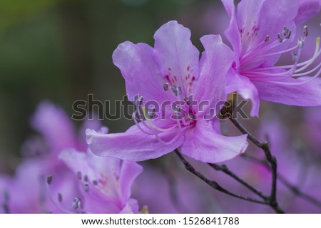 Purple flower of bee azalea blooming at Ninna-ji Temple