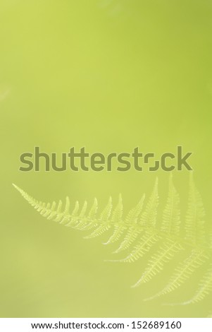 Abstract lush forest green color fern background