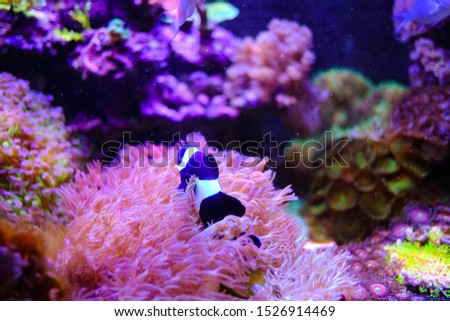 Beautiful cute Black & White Ocellaris Clownfish swimming in reef tank with beautiful soft coral reef on background.