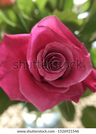 Pink rose flower close up. Rose close-up as background