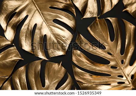 Tropical monstera leaves creatively arranged on black background. Trendy luxury fashion pattern design. Natural botany floral composition. Royalty-Free Stock Photo #1526935349