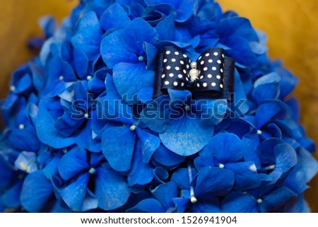 Blue hydrangea close-up with a blue white polka dot bow
