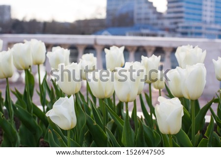 White tulips on a flowerbed in a park outdoor near the sea