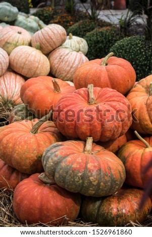 Pumpkins at the farmers market during the Halloween Holidays, USA