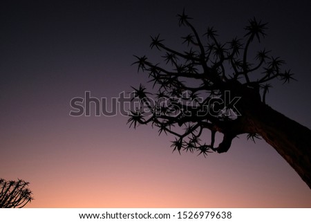 Quiver Tree Forest in Keetmanshoop at the magic sunset, Namibia