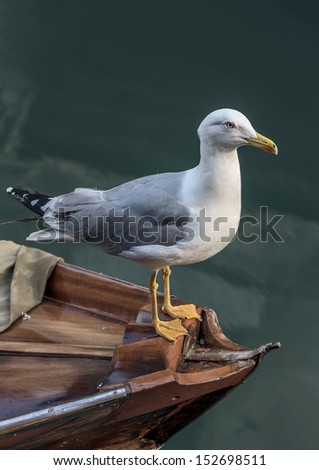 Seagull sitting on the bow of the boat - Venice, Italy