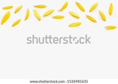 yellow petals on a white background, sunflower petals, background with yellow petals