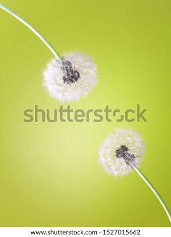 two fluffy dandelion heads on a bright green background