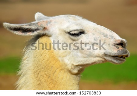 The llama in winter time (Lama glama) is a South American camelid, widely used as a meat and pack animal by Andean cultures since pre-Hispanic times.