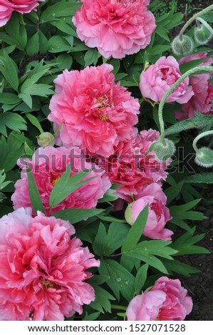 peony pink flower flora spring