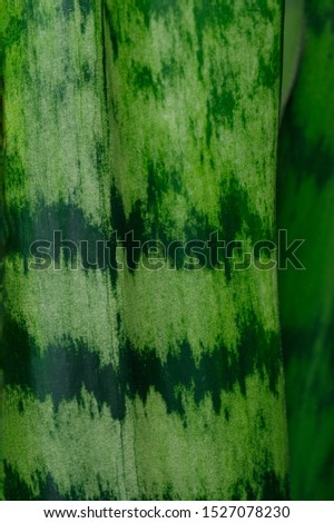 green Sansevieria Trifasciata close-up, macro