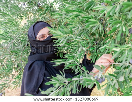 Muslim woman harvesting olives from olive tree