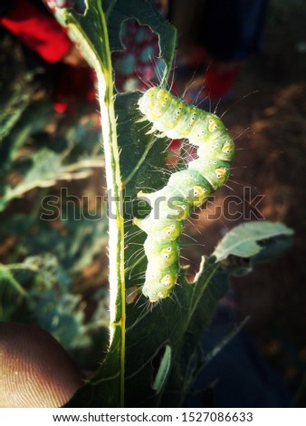 Beautiful and big green worm.