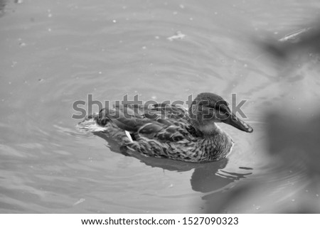 Black and white photo of duck swimming in lake