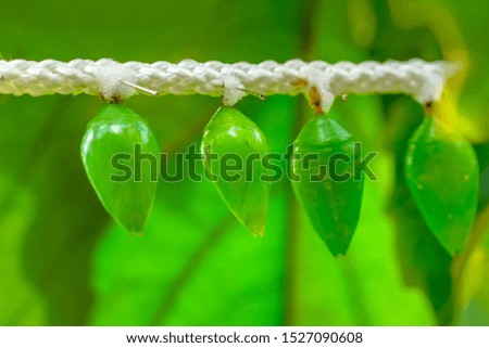 Butterflies farm. Sign In Different butterflies chrysalis on a branch - Stock Image

