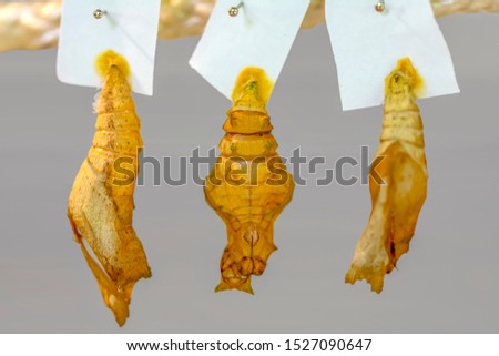 Butterflies farm. Sign In Different butterflies chrysalis on a branch - Stock Image

