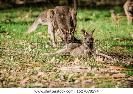 Small cute kangaroo  in the park