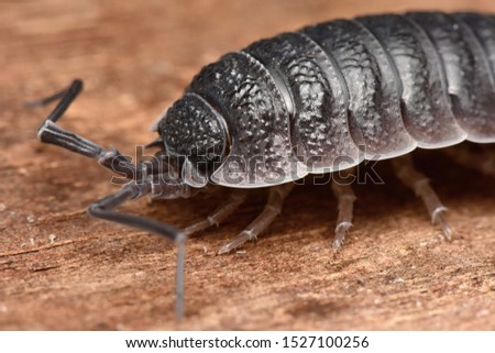 Wood louse Porcelio cf. flavoscintus from Morocco
