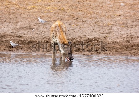 A drinking hyena at a waterhole, Etosha, Namibia, Africa
