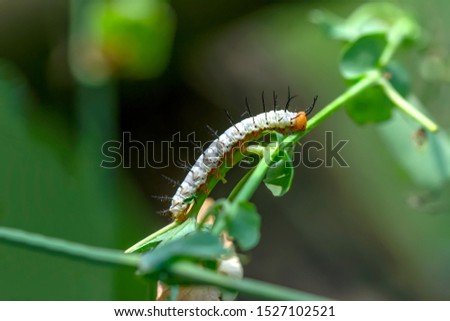 Beautiful   Сaterpillar of butterfly  - Stock Image