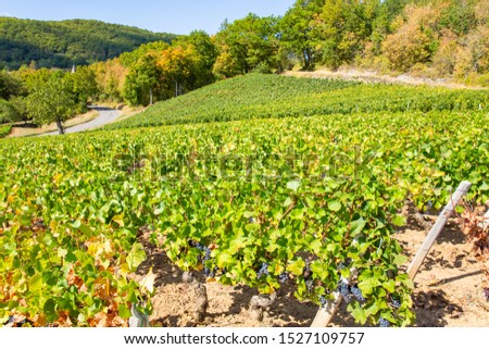 Viniculture in south Burgundy, France Royalty-Free Stock Photo #1527109757