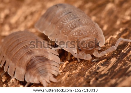 Wood louse Porcelio scaber, color variety Ghost
