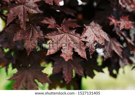 Autumn background. Maple leaf with raindrops