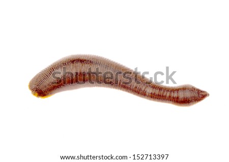The medical leeches of isolated on a white background 