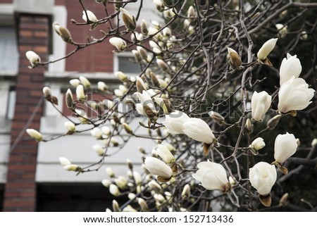 white magnolia flowers on tree,Seoul,Korea