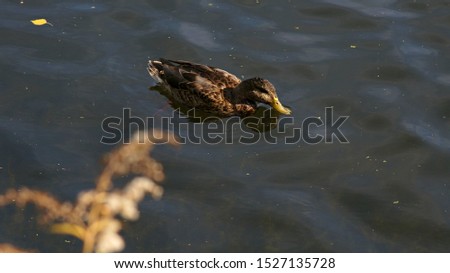 duck drinking water on the pond