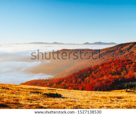 Breathtaking morning moment in alpine foggy valley. Location place of Carpathian mountains, Ukraine, Europe. Drone photography. Photo of nature. Wallpaper background. Discover the beauty of earth.