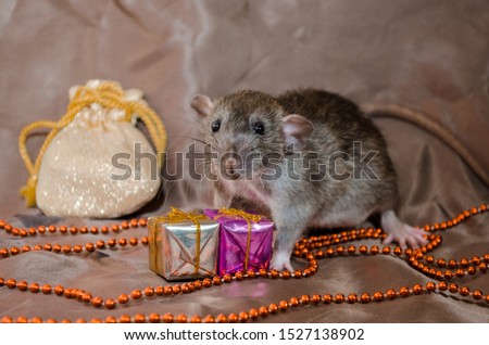 Gray rat agouti standard dumbo on brown background sits near New Year bag and present boxes, symbol of the year 2020