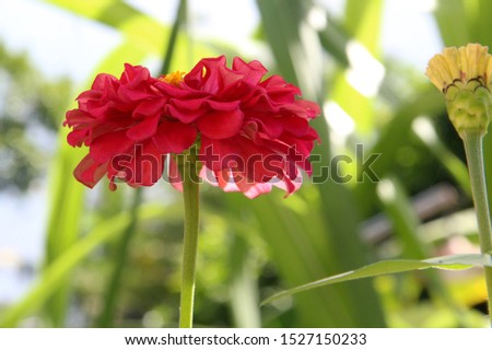 red paper flower petals and pollen