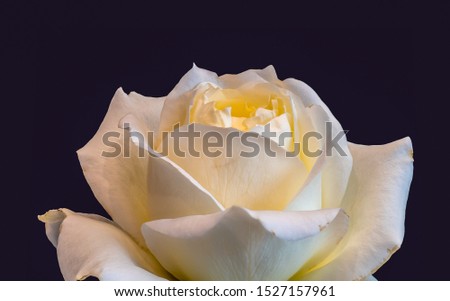 yellow white rose blossom macro with detailed texture on blue background in vintage painting style