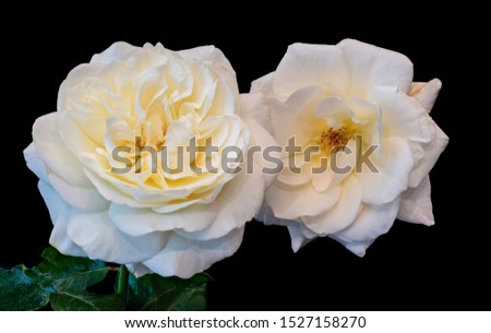 isolated pair of yellow white rose blossoms macro, black background, color fine art still life closeup of two blooms with detailed texture