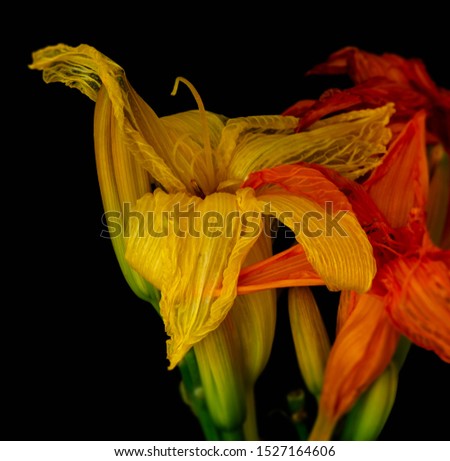 bouquet of fading daylilies,buds,black background,detailed texture, fine art still life vintage painting,symbolic age pair couple joint together decay fading