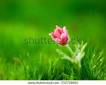 Photo of snowdrop against green grass (focus on a flower)