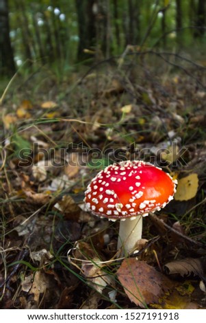 View of a single fly agaric presenting its vividly colored cap 