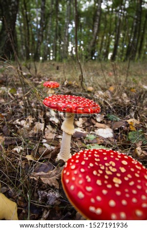 Photo of a group of fly agarics growing on the forest floor showing the mushrooms and their habitat