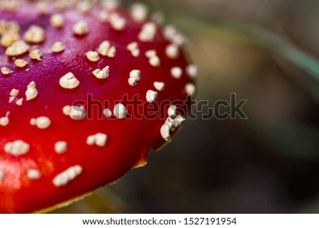 Close-up of the cap of the poisonous fly agaric