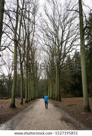 People walking on a path trail between very tall tress without leaves in a Park close to Jezus Eik in Overijse, Flanders, Belgium. Taken in winter. 