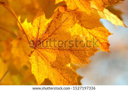 natural background, maple leaves on a background of blue sky, space for text