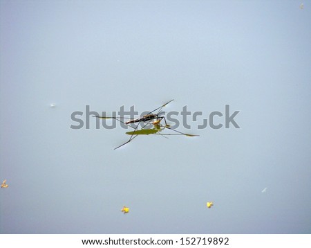 Gerris lacustris-insects on the water surface