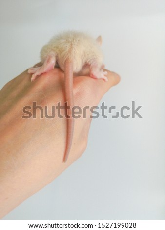 A white rat sits on the arm of a man. The mouse sits back on the man. Rodent with a long tail.
