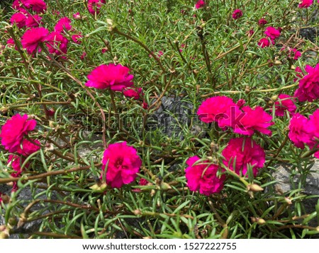 Portulaca oleracea pink flowers bloom in the morning in the garden.