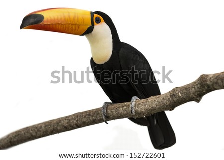 Playful toucan on a twig staring curiously isolated on white