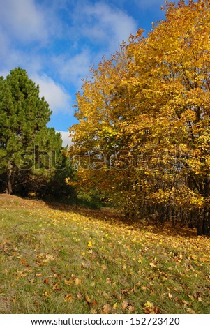 golden colors of autumn landscape on a sunny day