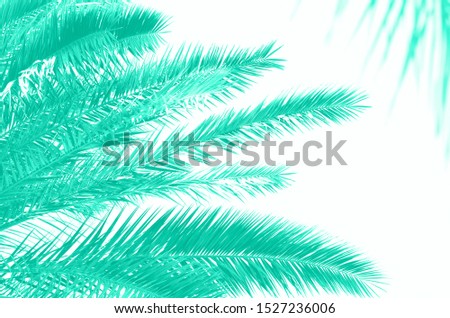 Tropical palm trees over mint color sky. Summer and travel concept. Holiday background. Trendy green and turquoise color. Palm leaves and branches texture with copy space. Banner