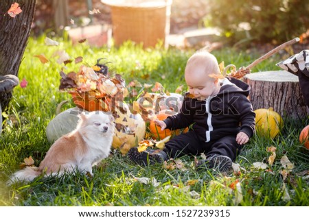 Funny one and a half year old baby in a black jumpsuit throws yellow leaves and enjoys autumn and Halloween standing on the background of pumpkins and pillows lying on the lawn on a sunny warm day